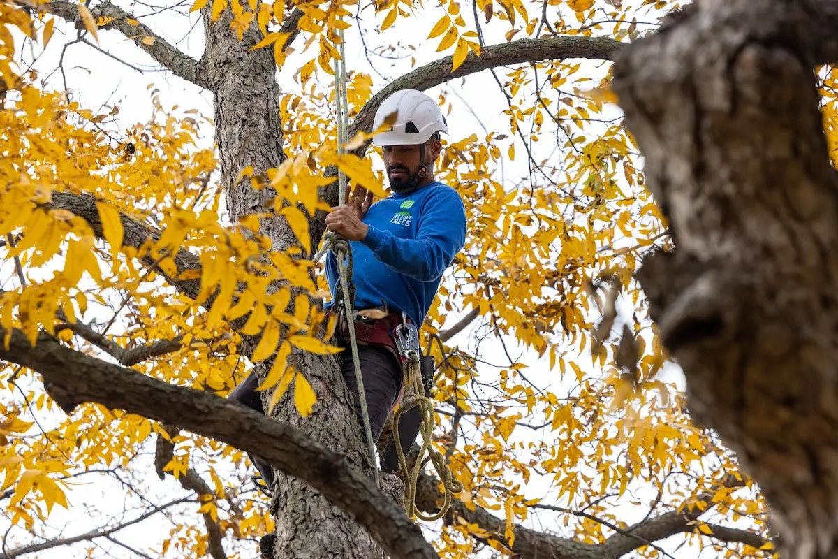 Skilled Tree Disease Treatment crew working in Giltner